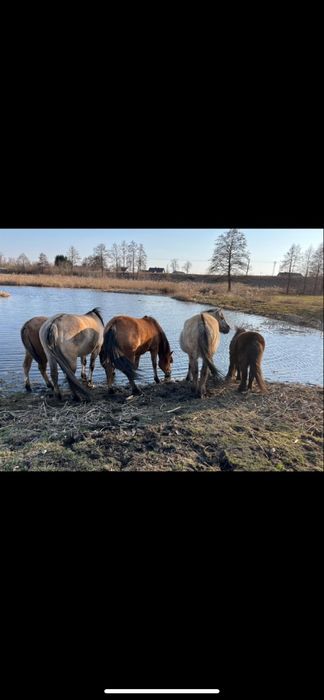 Sprzedam klacz i dwa kuce