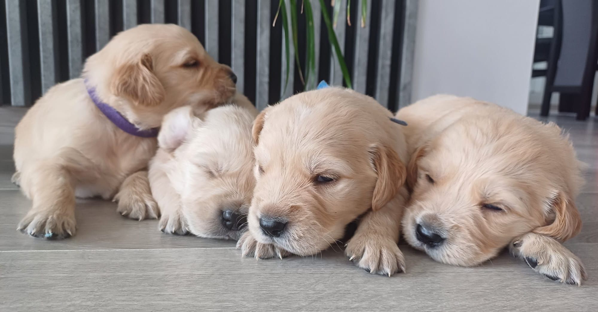 Golden Retriever  suczka