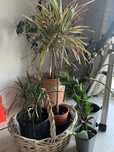 4 szt dracena monstera rosliny doniczkowe kwiaty