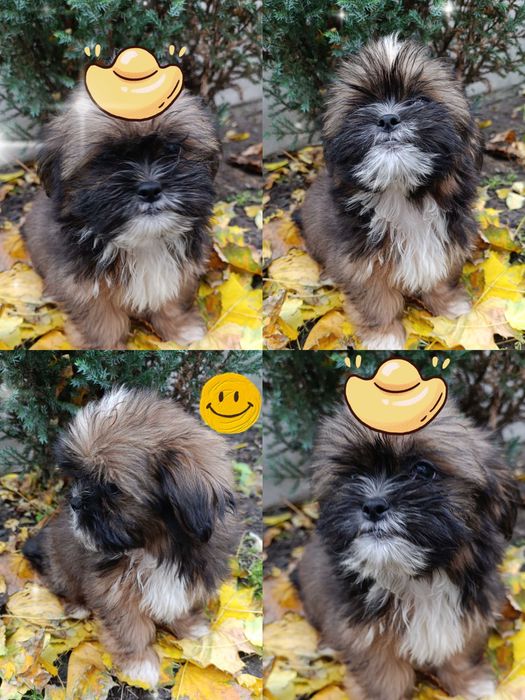 Маленький красунчик Ши-тцу, 3 місяці, Київ