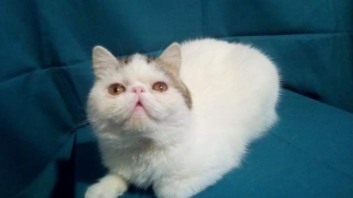 Отдам в добрые руки котика экзота