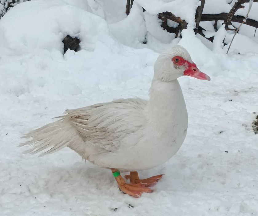 Утки  мускусні ( індоутки ) маленькі утя  та дорослі утки