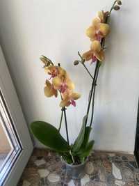 Орхідея Budha -2 гілки-400 грн