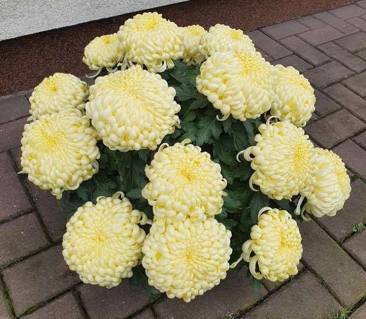 Chryzantemy mazowieckie