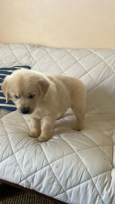 Golden retriever fantastico