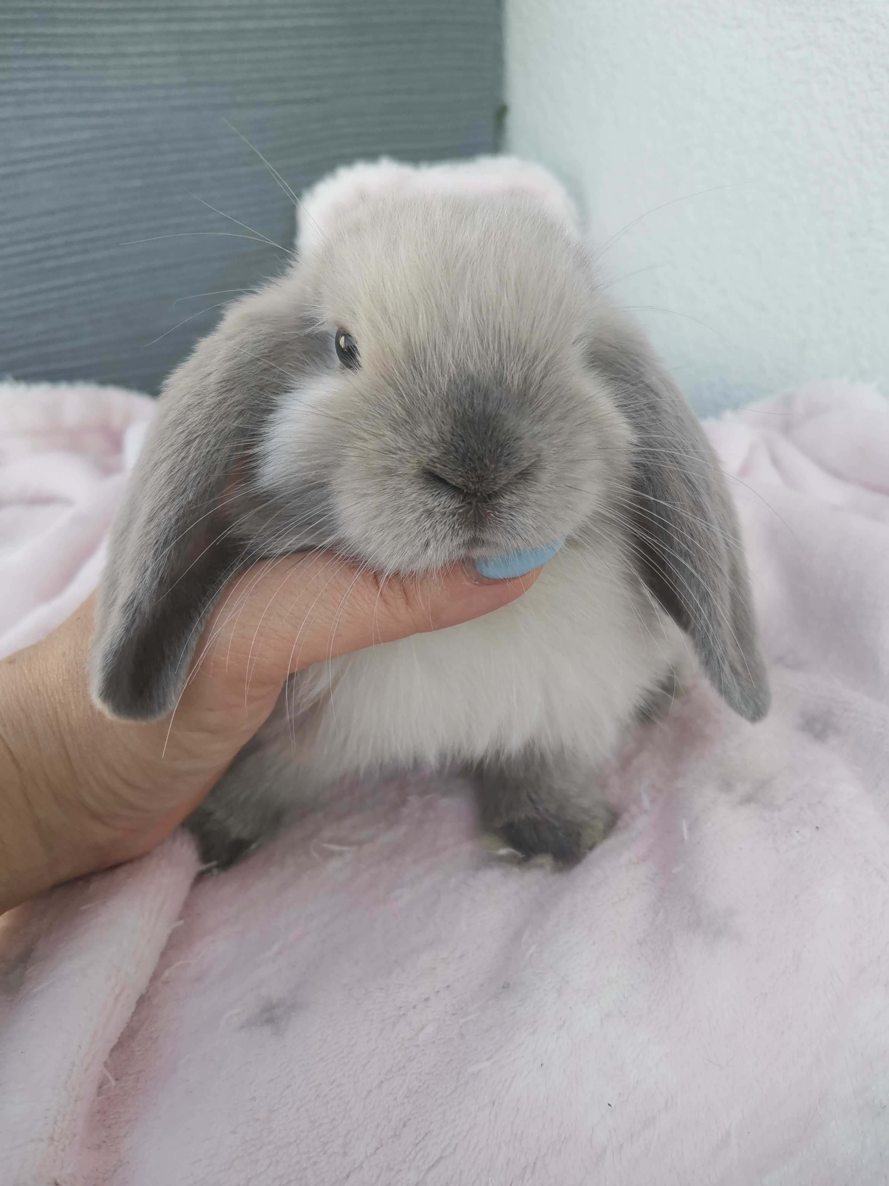 Majowe króliki Mini lop hodowla zarejestrowana
