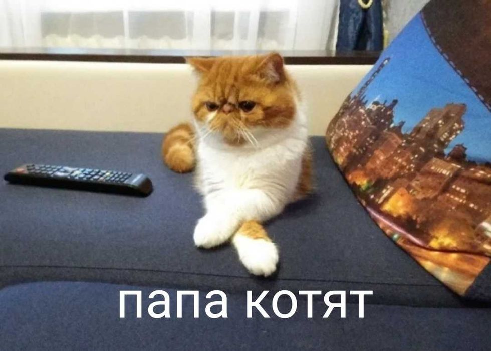 Персидские котята экзоты