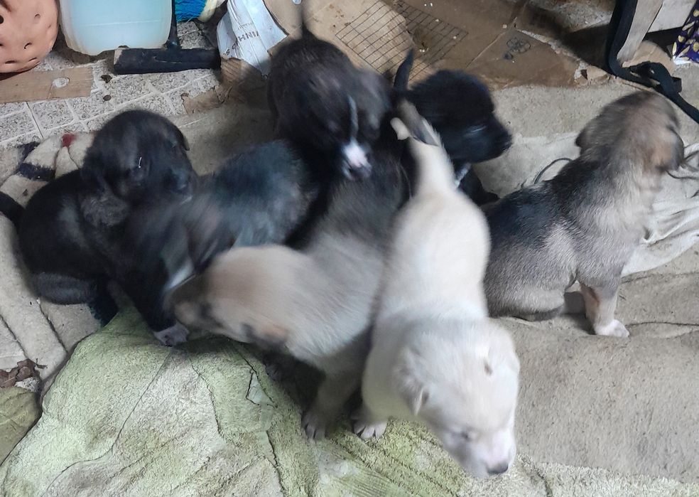 Cachorros cruzados castro laboreiro  x pastor alemao panda