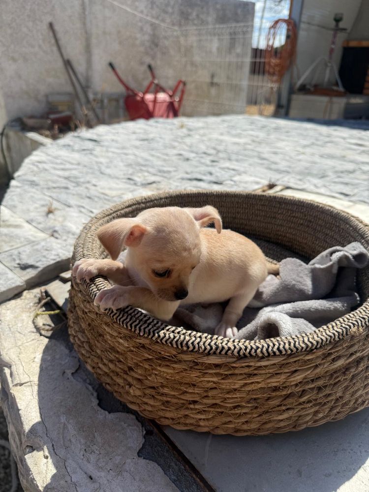 Chihuahua Escelente Linhagem