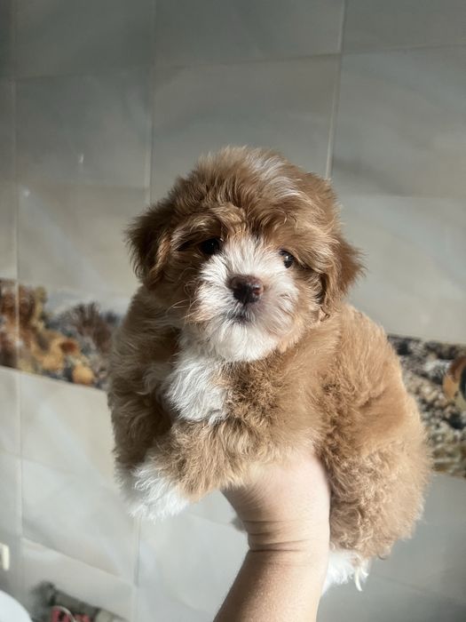 Той пудель кобель приглашает дам