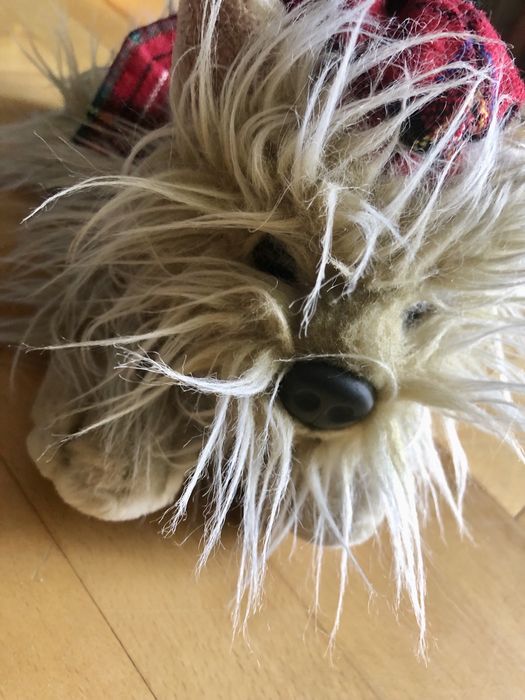 Maskotka piesek York, ze Szkocji