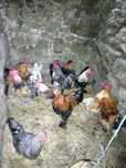 Galos de várias raças