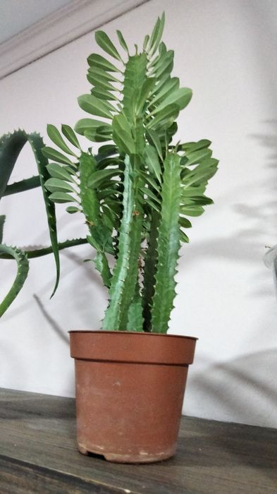 Домашні рослини, квіти