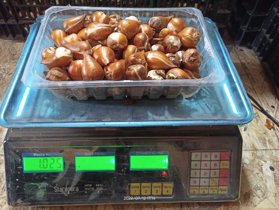 Тюльпани нарциси, цибулини тюльпанів нарцисів, тюльпаны, луковицы