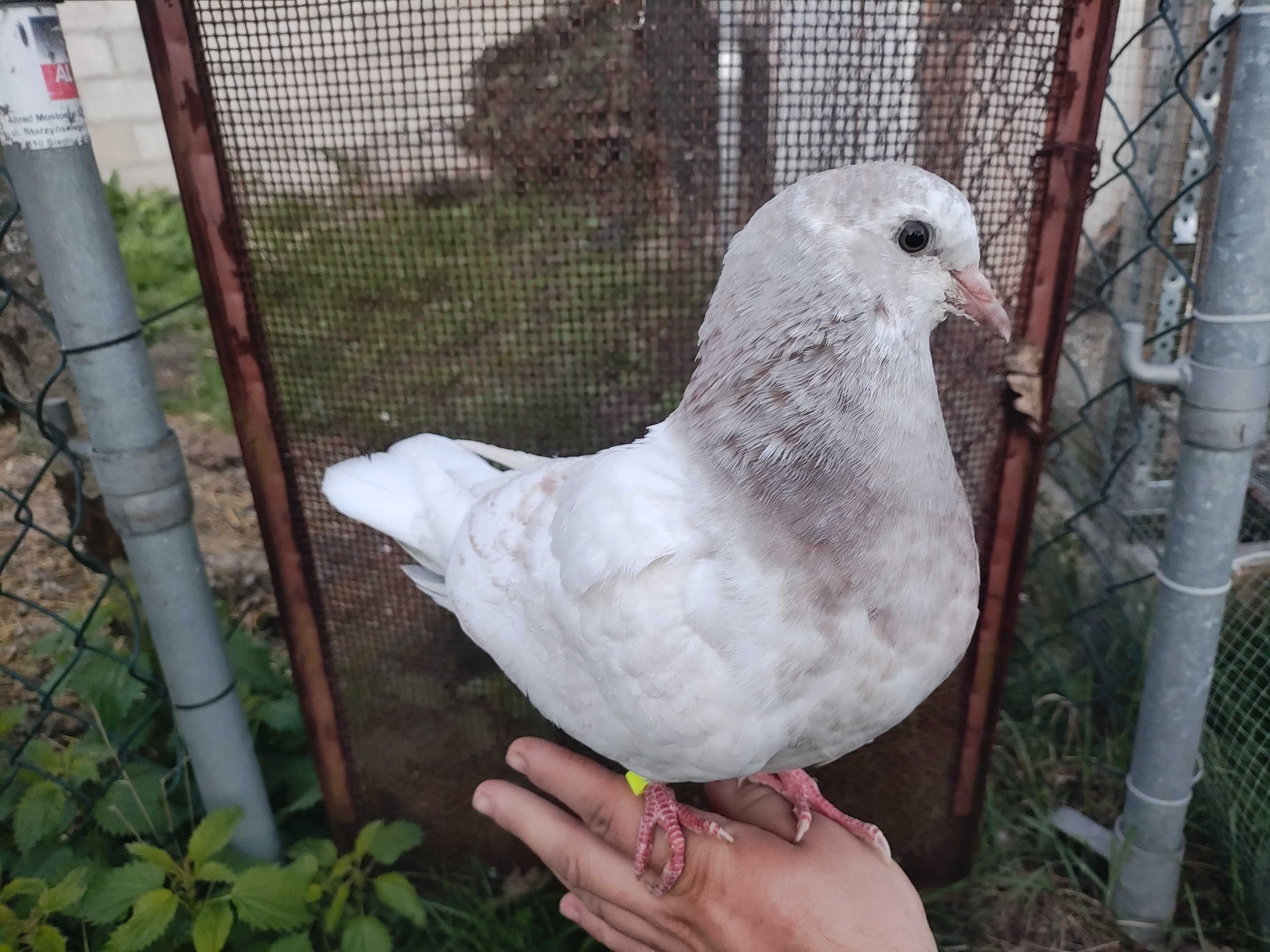 Gołębie Młode Kingi.