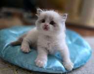Cudny chlopiec ragdoll
