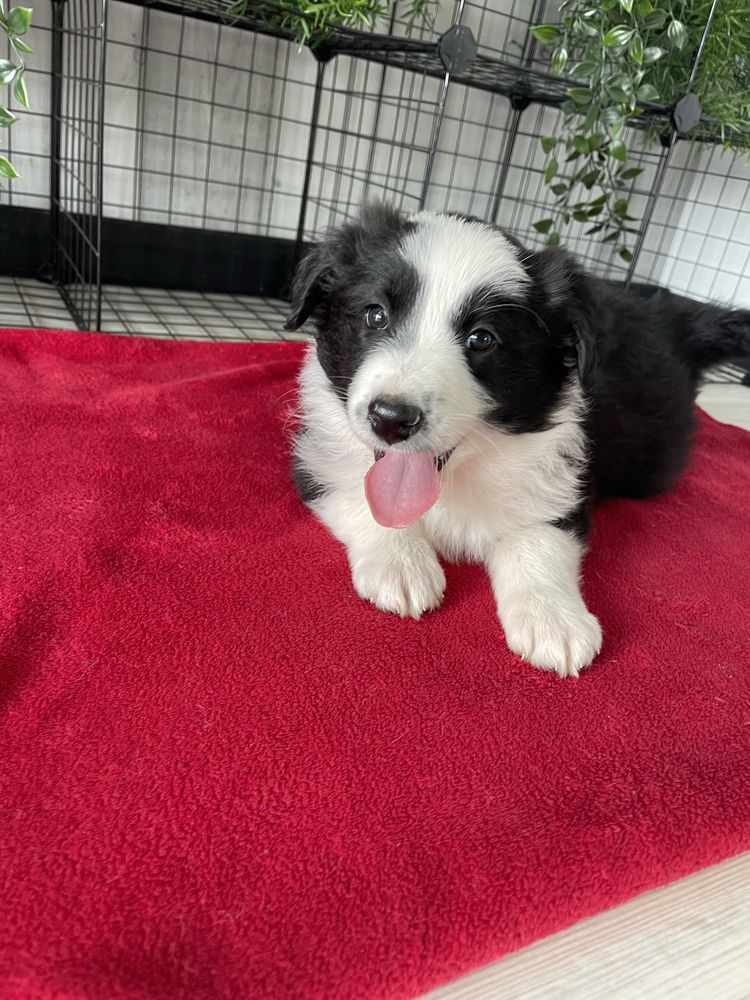 Border Collie szczeniak suczka gotowa do odbioru