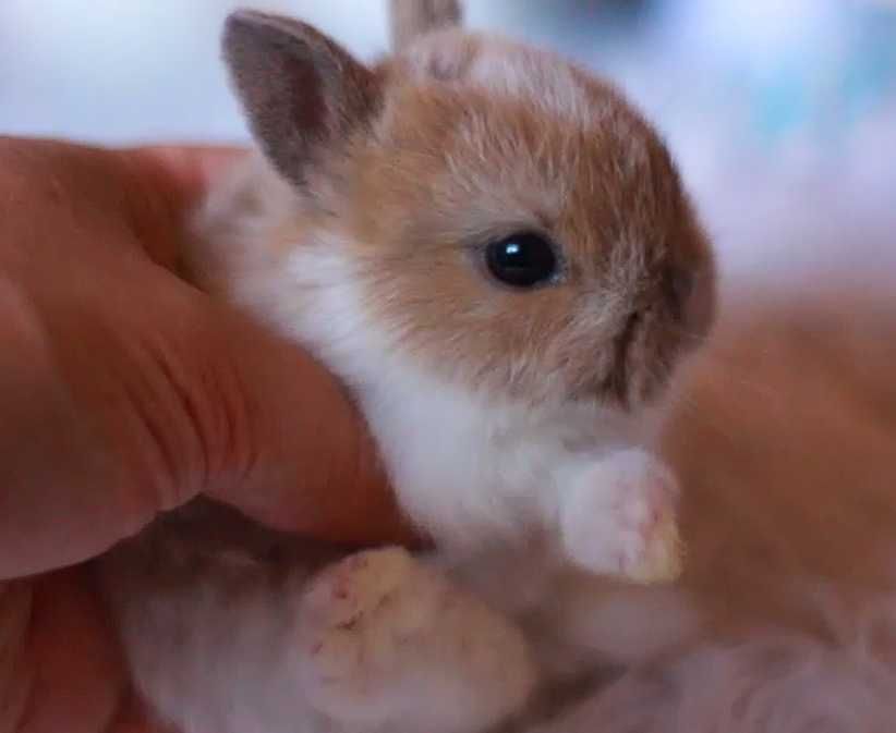 Нідерландський карлик, кролик декоративний міні