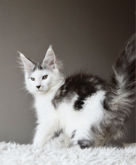 Wyjątkowy kocurek maine coon, rodowód FPL