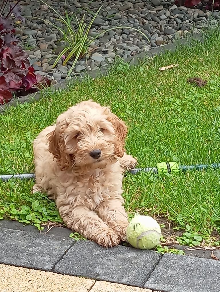Cockapoo szczeniak