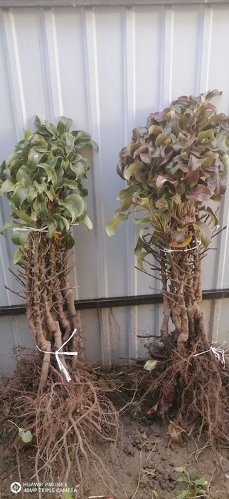 Саженці плодових