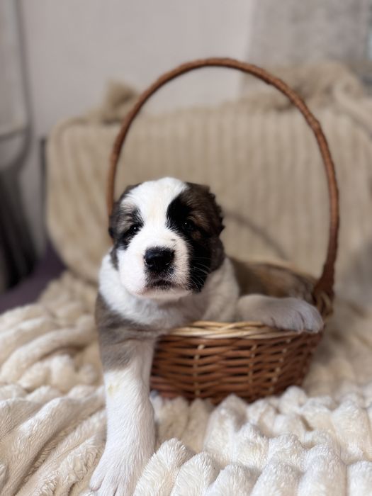 Продам цеценят САО (алабай)