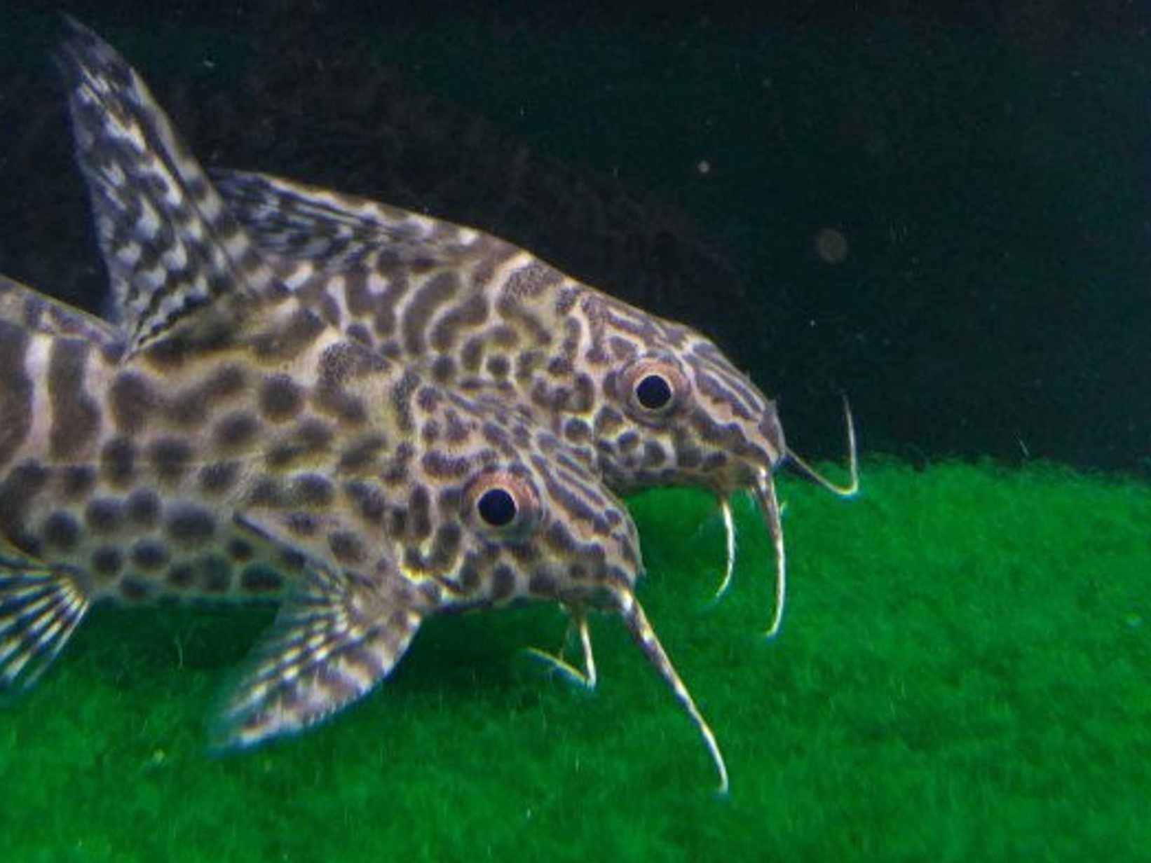 Giętkoząb wielkopłetwy - Synodontis euptera - Sumik - Sum - wysyłka