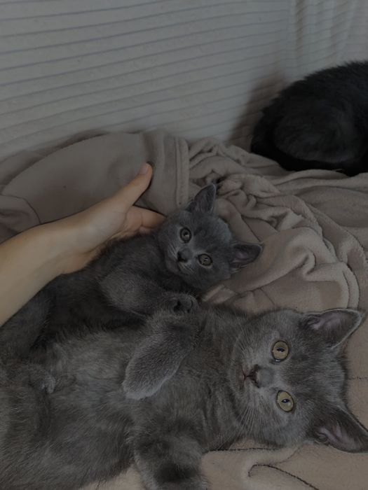 Британські кошенята