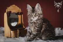 Lotka szybka koteczka maine coon