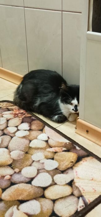 Милый котенок бесплатно. Котик даром. Кот. Котята