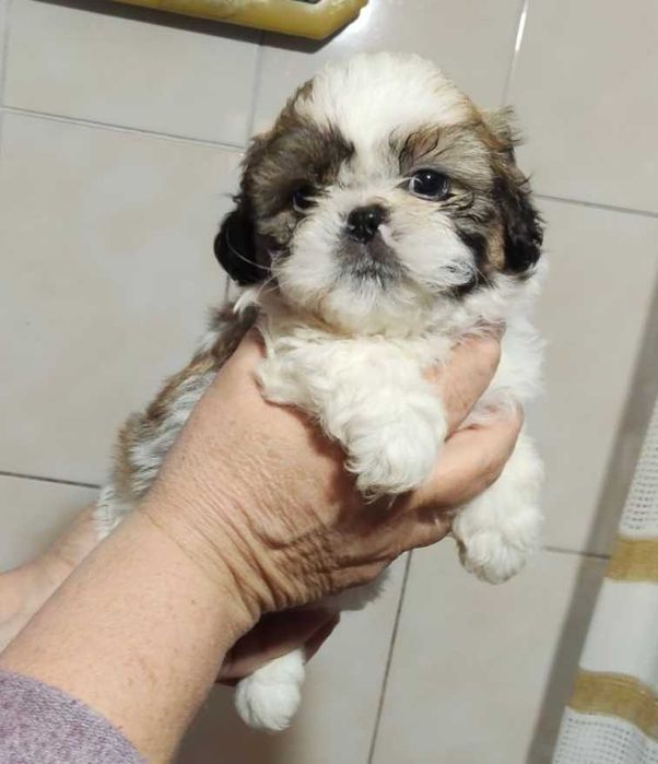 Ши - тцу. Мальчик.