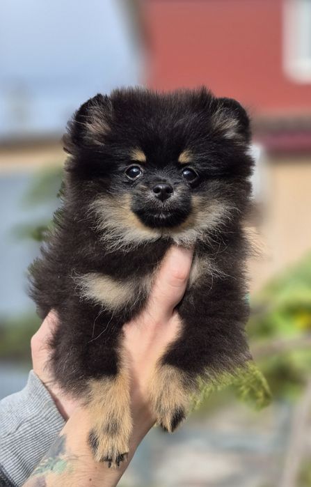 Померанский шпиц, роскошная любовь