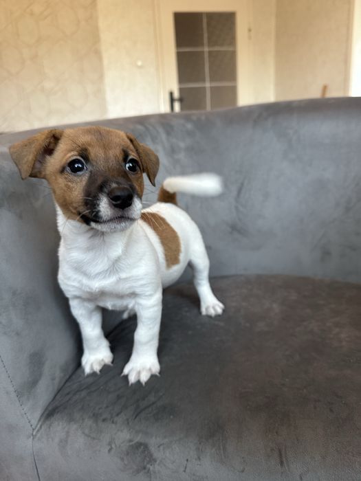 Jack Russell Terrier ostatnia suczka