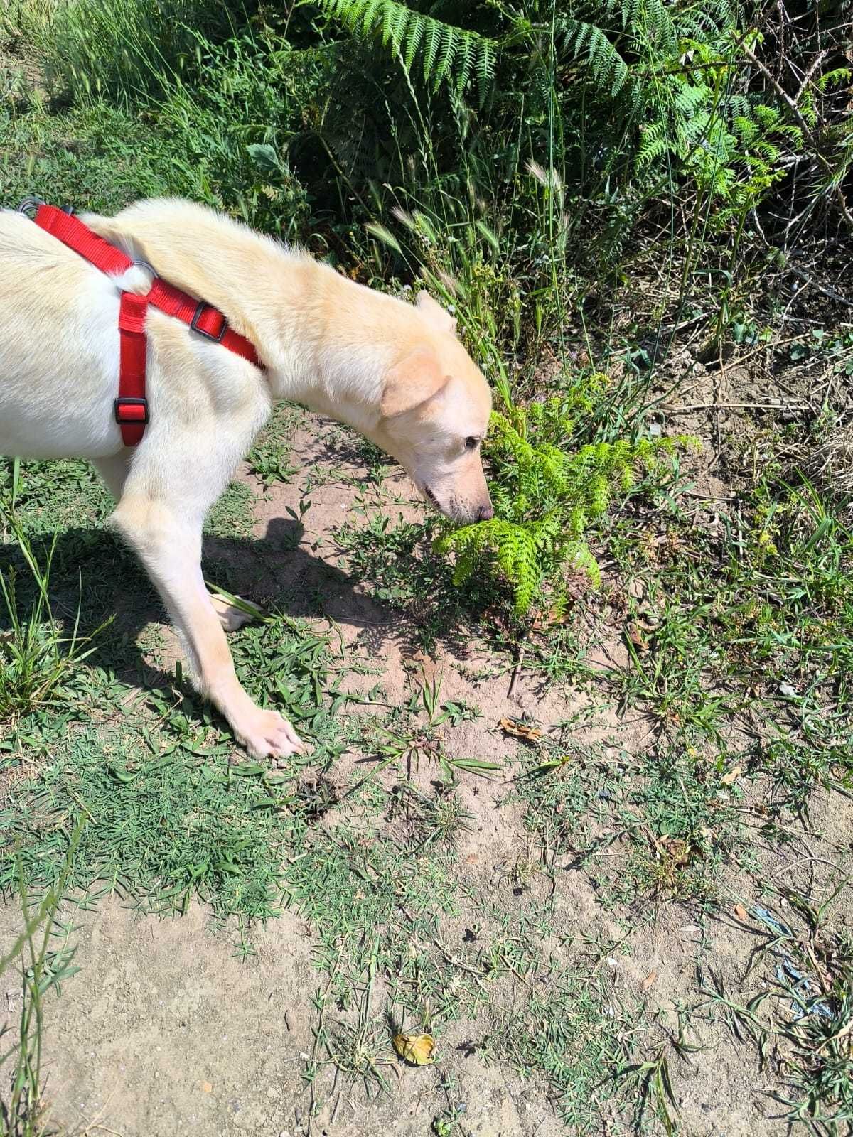 Cão Macho para adoção responsável