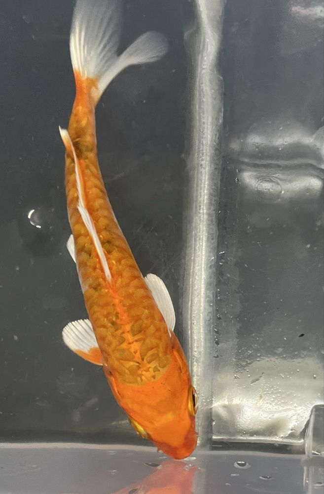 Carpa Koi 12/15cm
