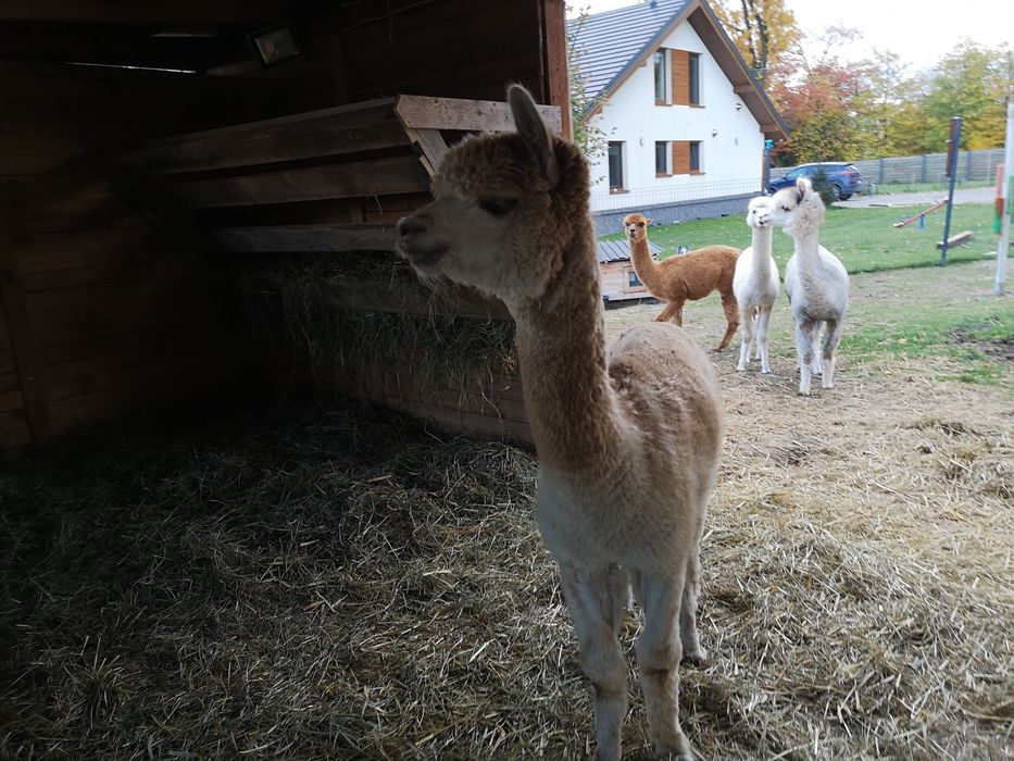 Alpaka Huacaya kotna samica 5 lat