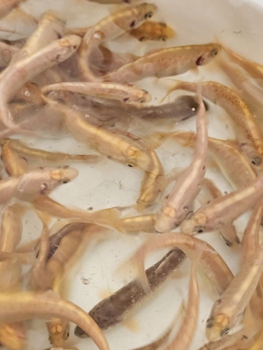 Złoty pstrąg tęczowy GOLDEN TROUT