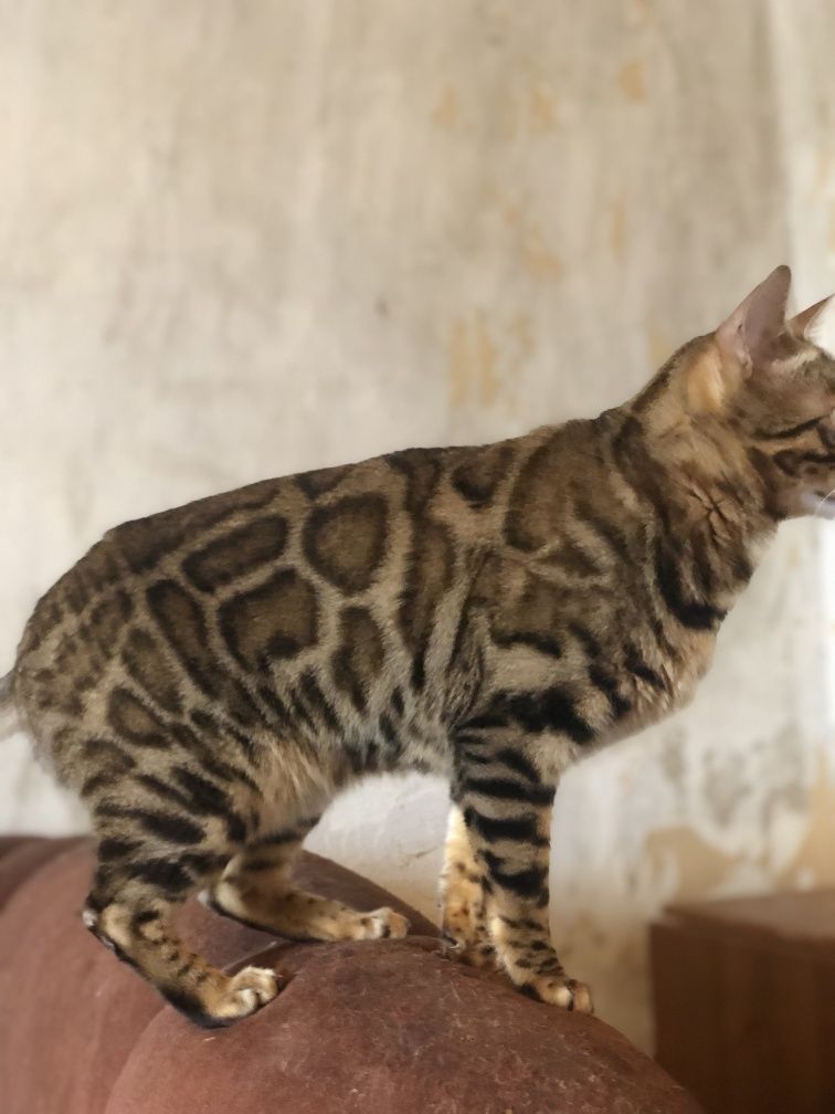 Бенгалький кот 1,5 года