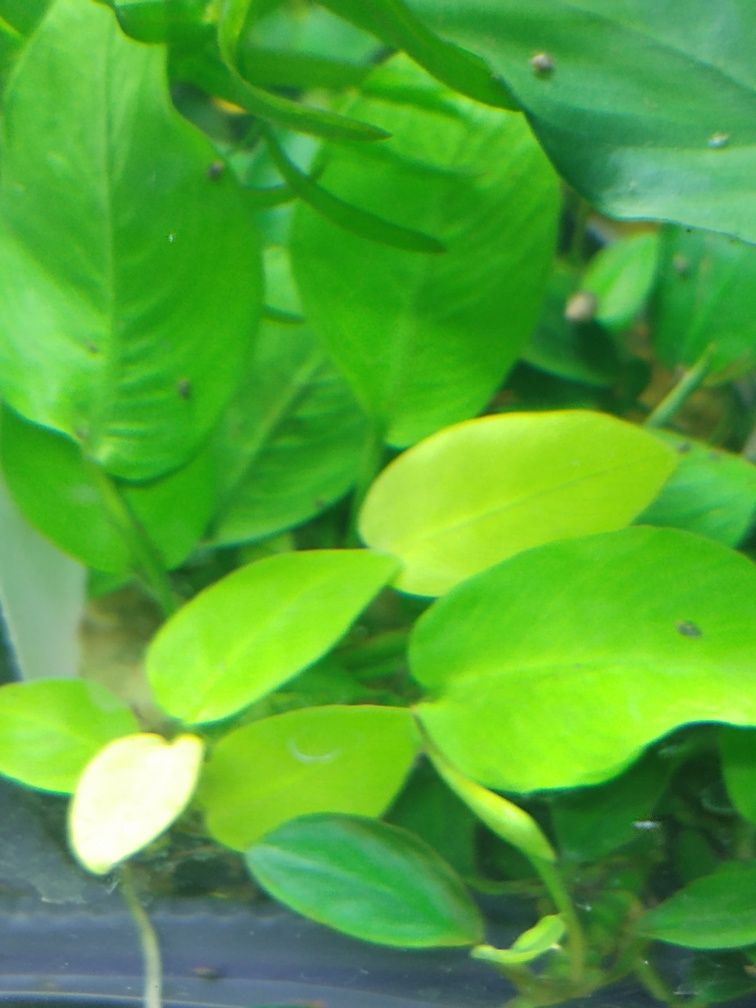 Rośliny akwariowe/roślina do akwarium/Anubias Nana Gold/Anubiasy