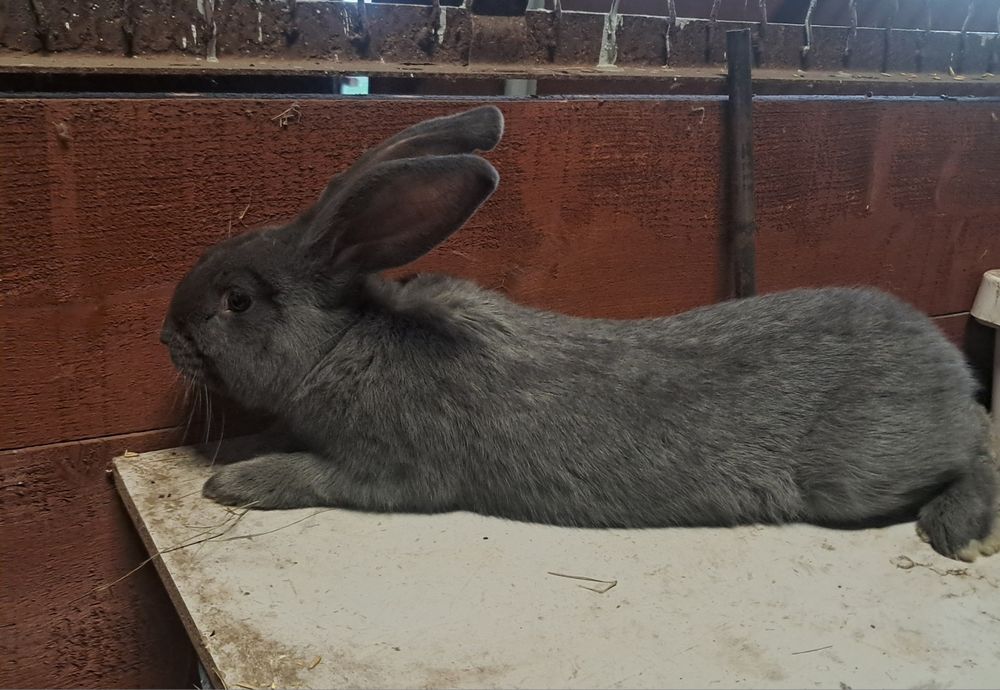 Król Srokacz Niebieski