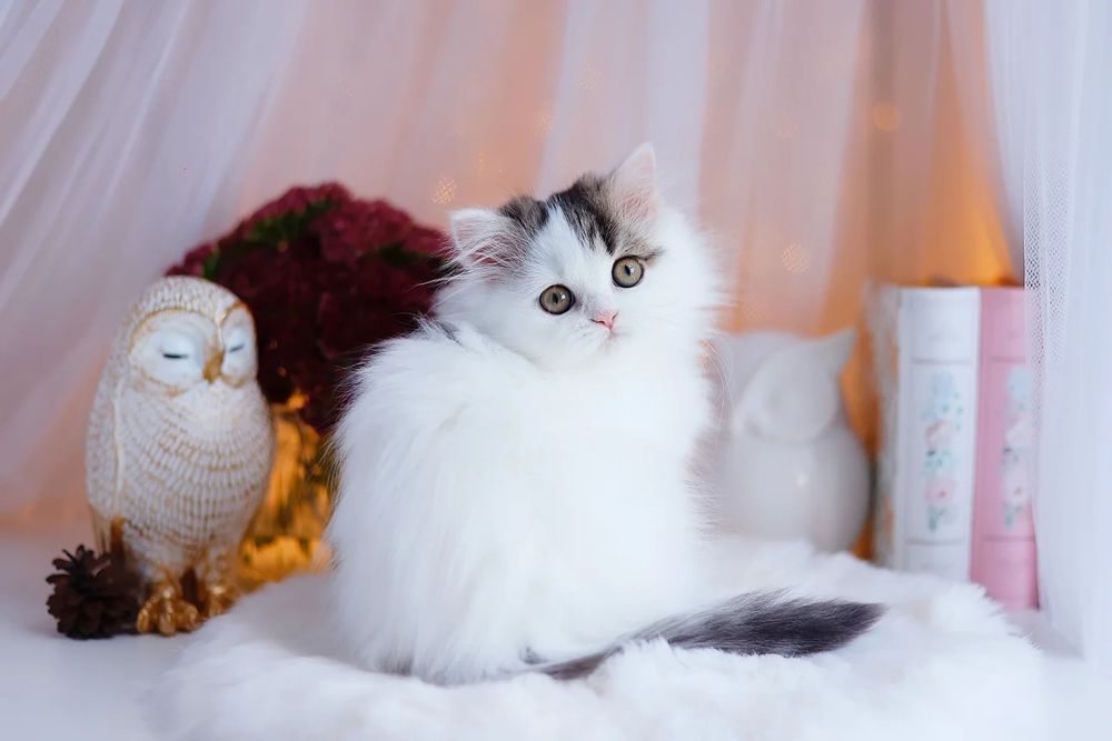 Kot szkocki, scottish fold długowłosy kociak