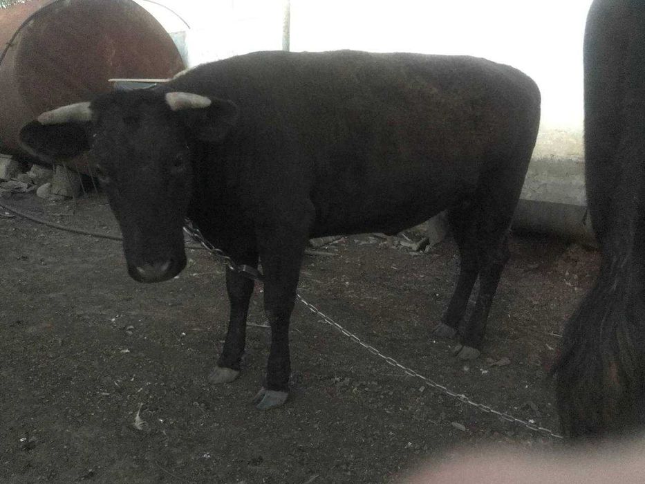 Продам теличку півтора року