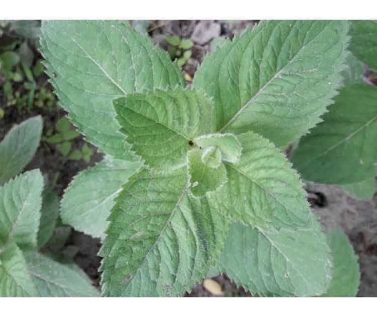 Мята яблочная(лимонная)