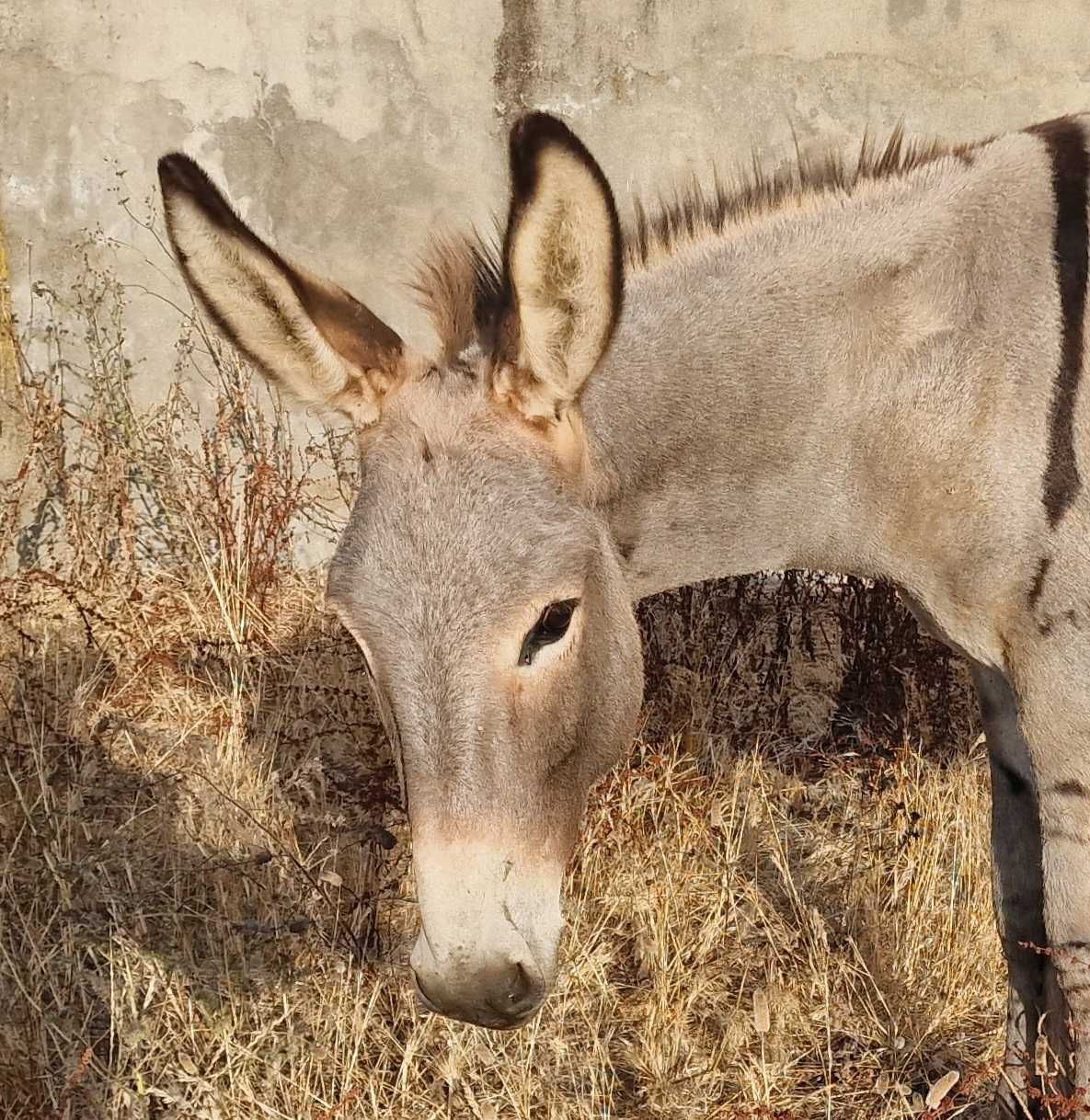 Burrinho novo e muito dócil