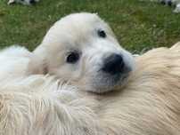 Golden Retriever ZKWP FCI.
