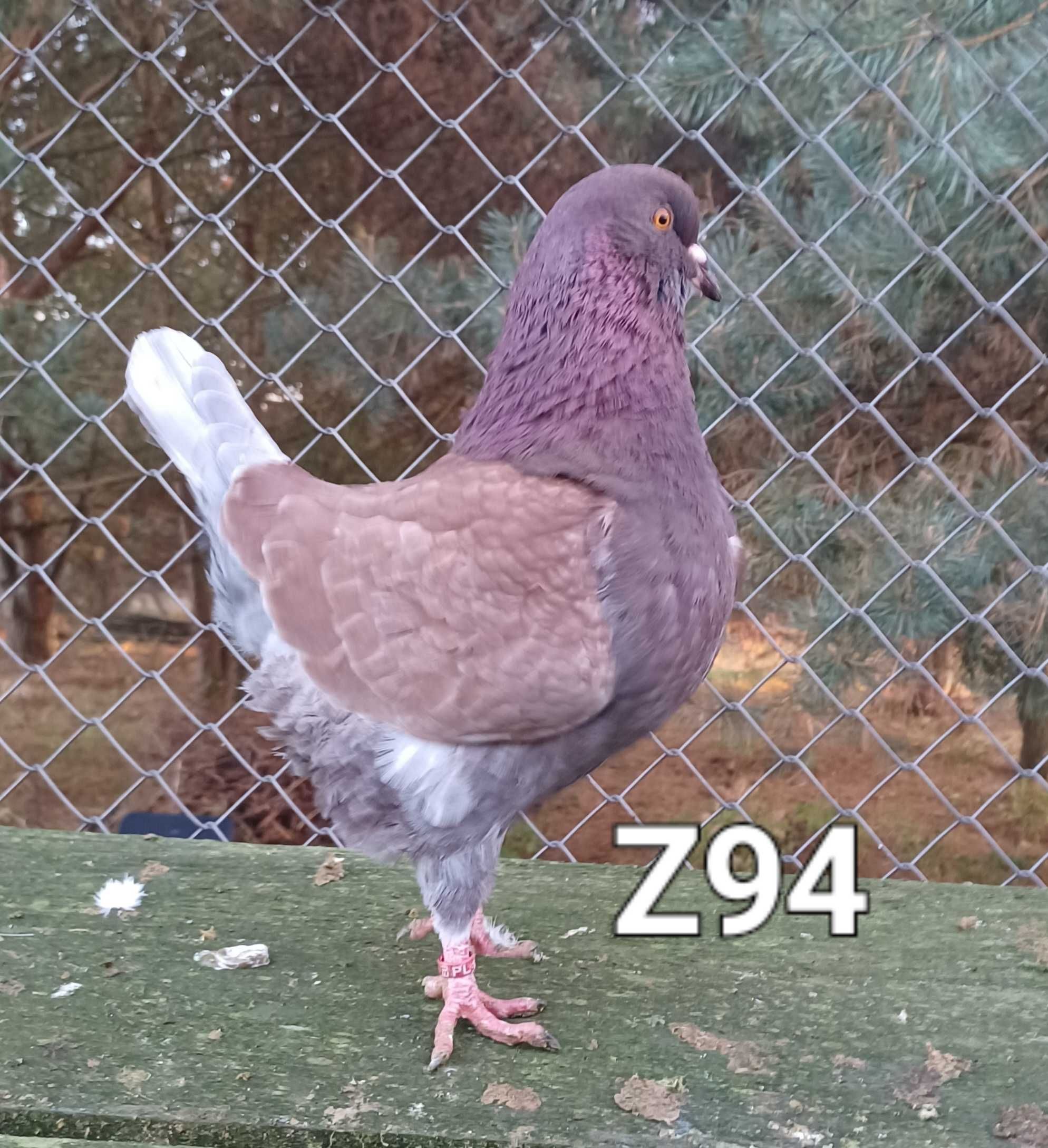 Kingi, gołąb, gołębie, młode 2024