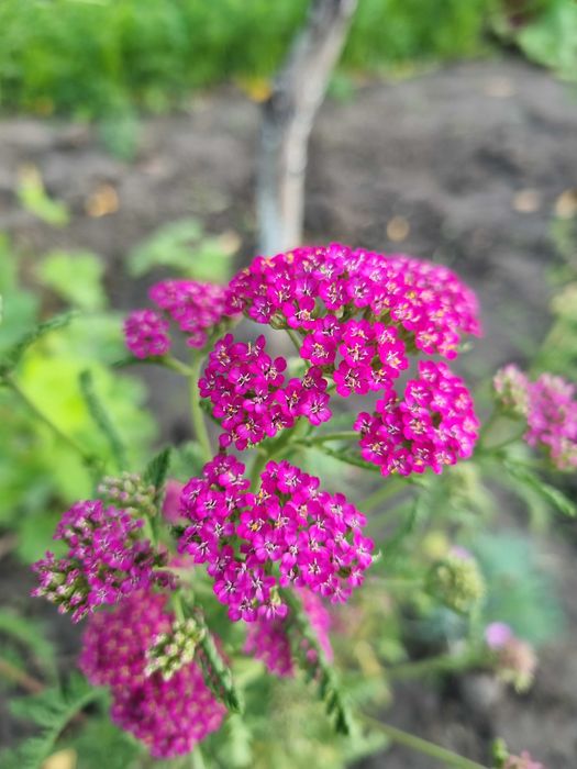 Набор тысячелистников саженцев