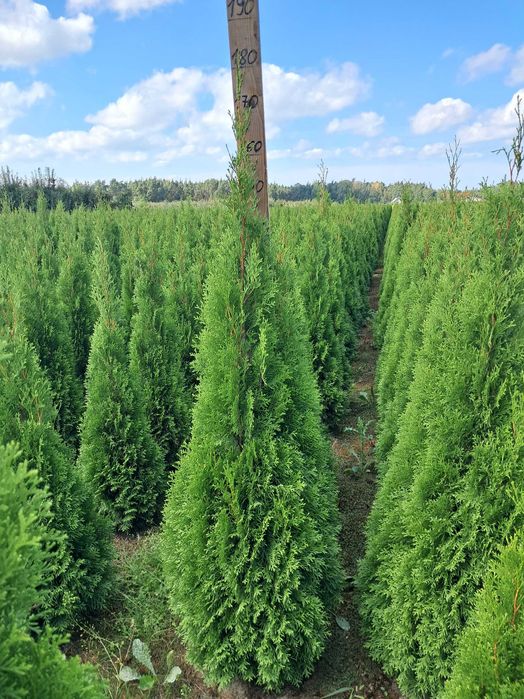 Tuja Szmaragd 140cm GAT 1, Bardzo gęste, Gwarancja, Doradztwo, Dowóz
