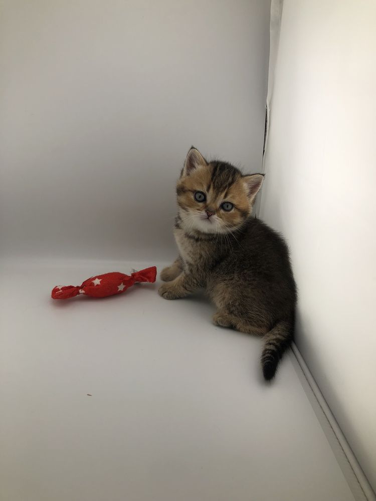Шотландські кошенята коти котики кошеня кішечка котик