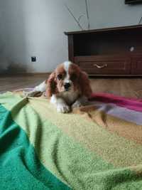 Cavalier King Charles spaniel piesek